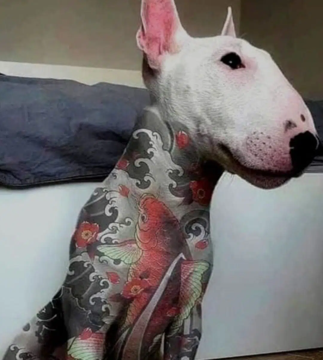 Brazil prohibits tattoos and piercings for animal cruelty in dogs and cats  with penalties of up to 5 years in prison. - Noticias Ambientales, image size:1080x1201