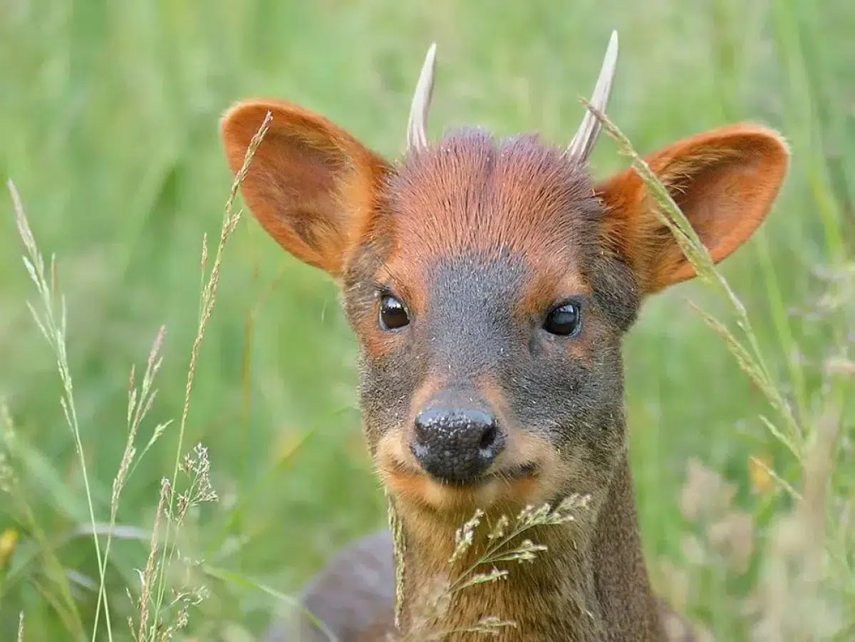 pudú Bariloche