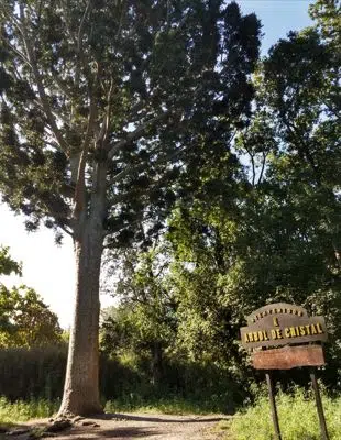 Crystal Tree