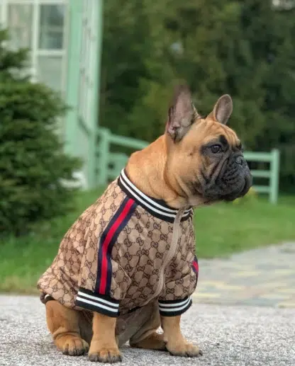 Fashion for animals by Gucci. Photo: Parati.