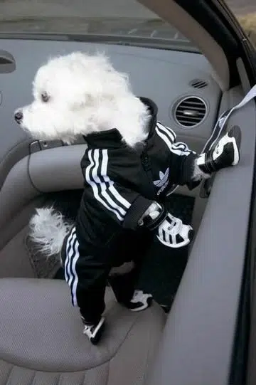 Adidas joins the animal trend. Photo: Parati.