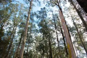 Eucalyptus tree. Photo: Timber Forestry.