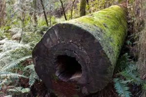 Ancient eucalyptus stump from Tasmania's ancient forests. Photo: Timber Forestry.