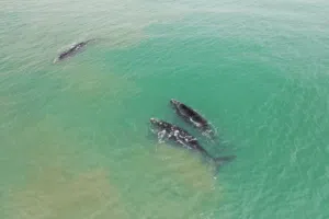 Whales in Mar del Plata. Photo: La Capital MDP.