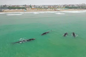 Whales in Mar del Plata. Photo: La Capital MDP.