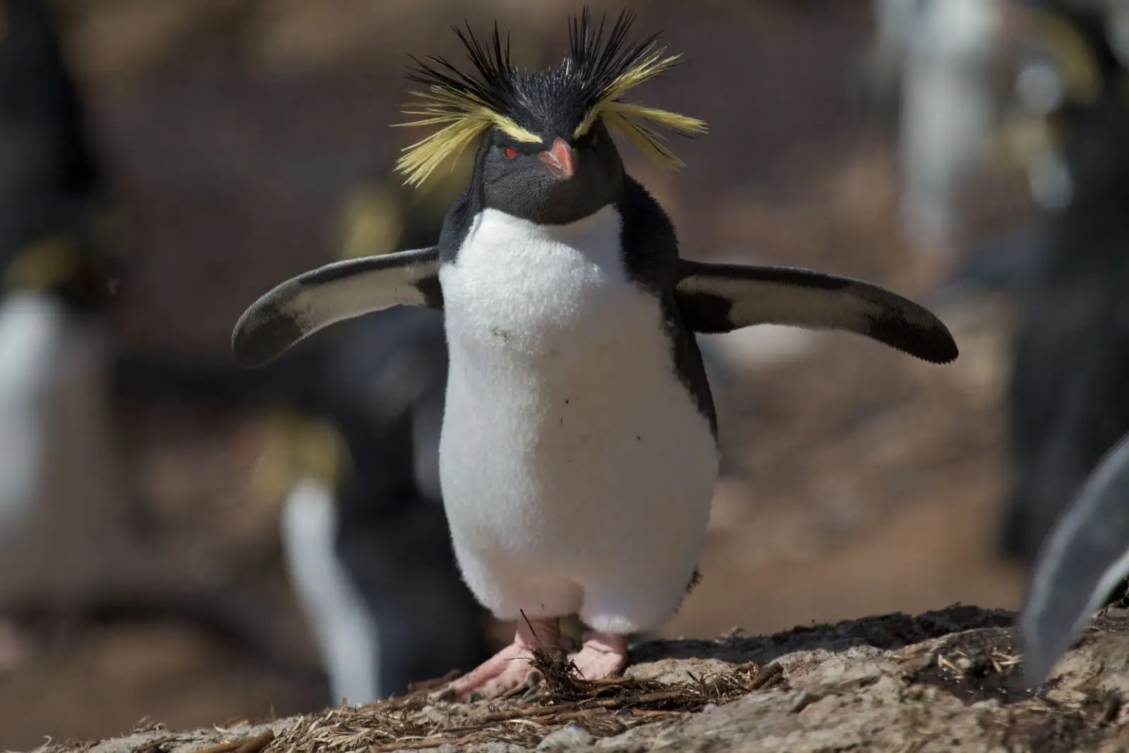 The environmental crisis threatening the survival of the southern rockhopper penguins in the Falkland Islands