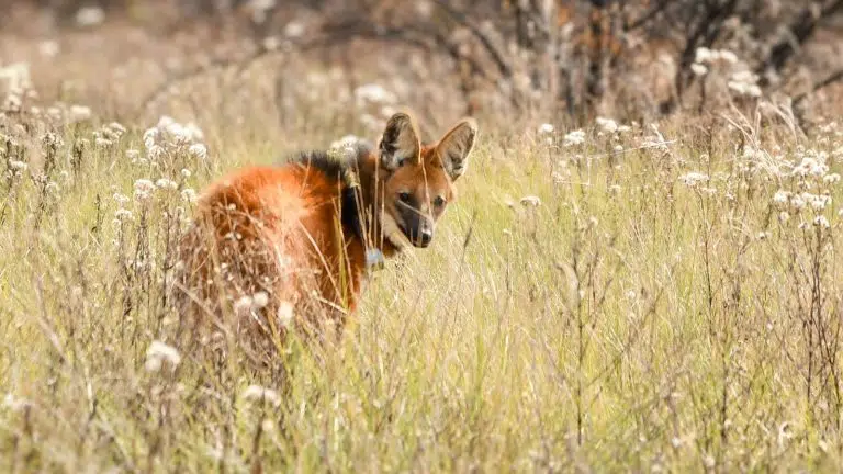 S.O.S. Biodiversidad: las especies en peligro crítico que Argentina lucha por salvar en 2026