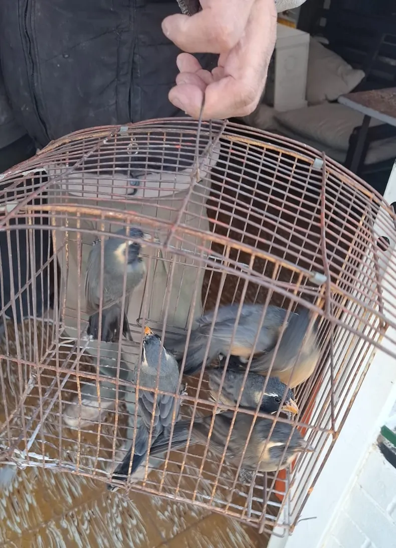 Aves sietecuchilllos salvadas del tráfico ilegal de especies. Foto: Sitio Andino. 