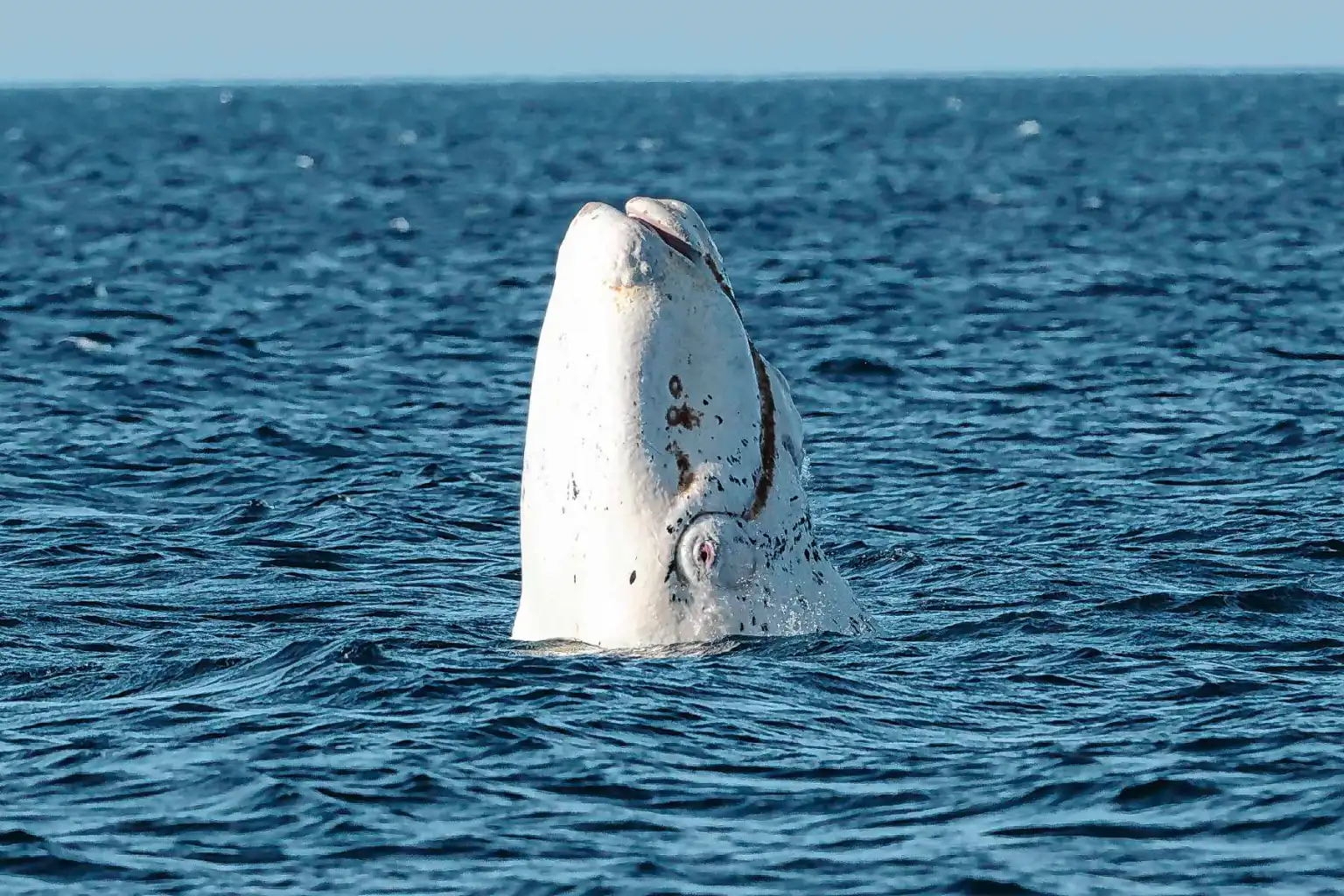 Una ballena blanca como parte del espectáculo natural de estos cetáceos en Puerto Madryn, Chubut. Foto: Río Negro (RN).