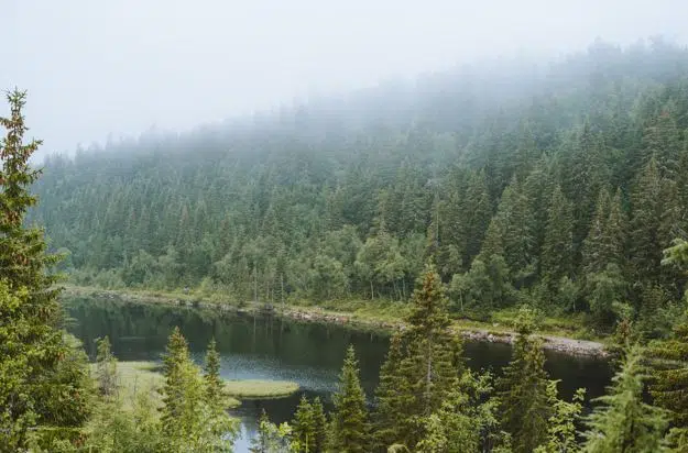 Forests of Canada. (Photo: Freepik).