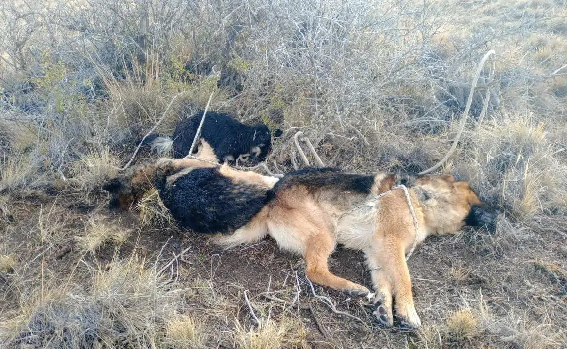 Encontraron tres perros asesinados en Calafate. Foto: Ahora Calafate.