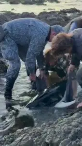 Delfín liso austral varado en Uruguay. Foto: Captura de video.
