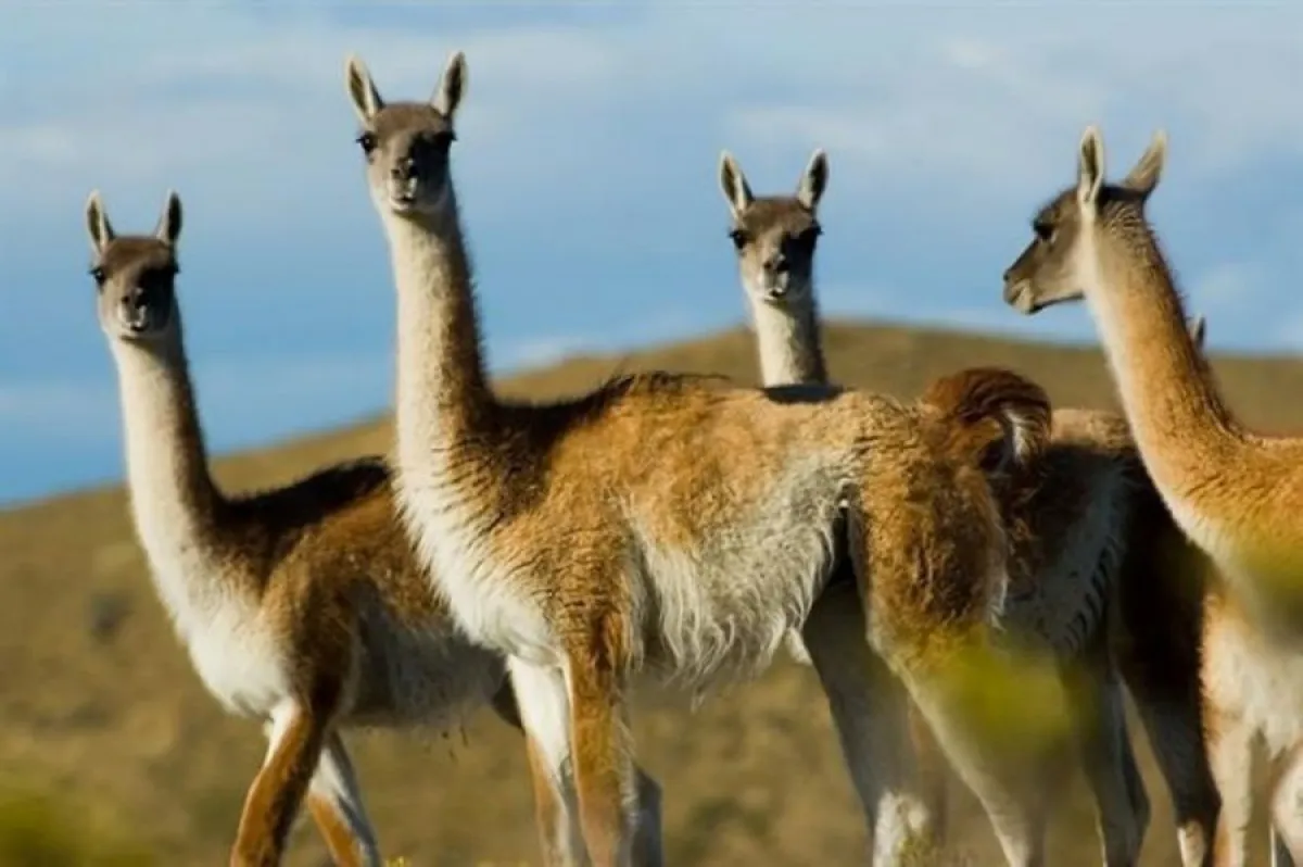 Voices dissonant about the law on native fauna in Río Negro