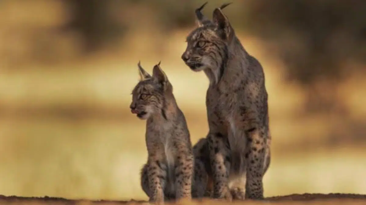 lynx ibérique
