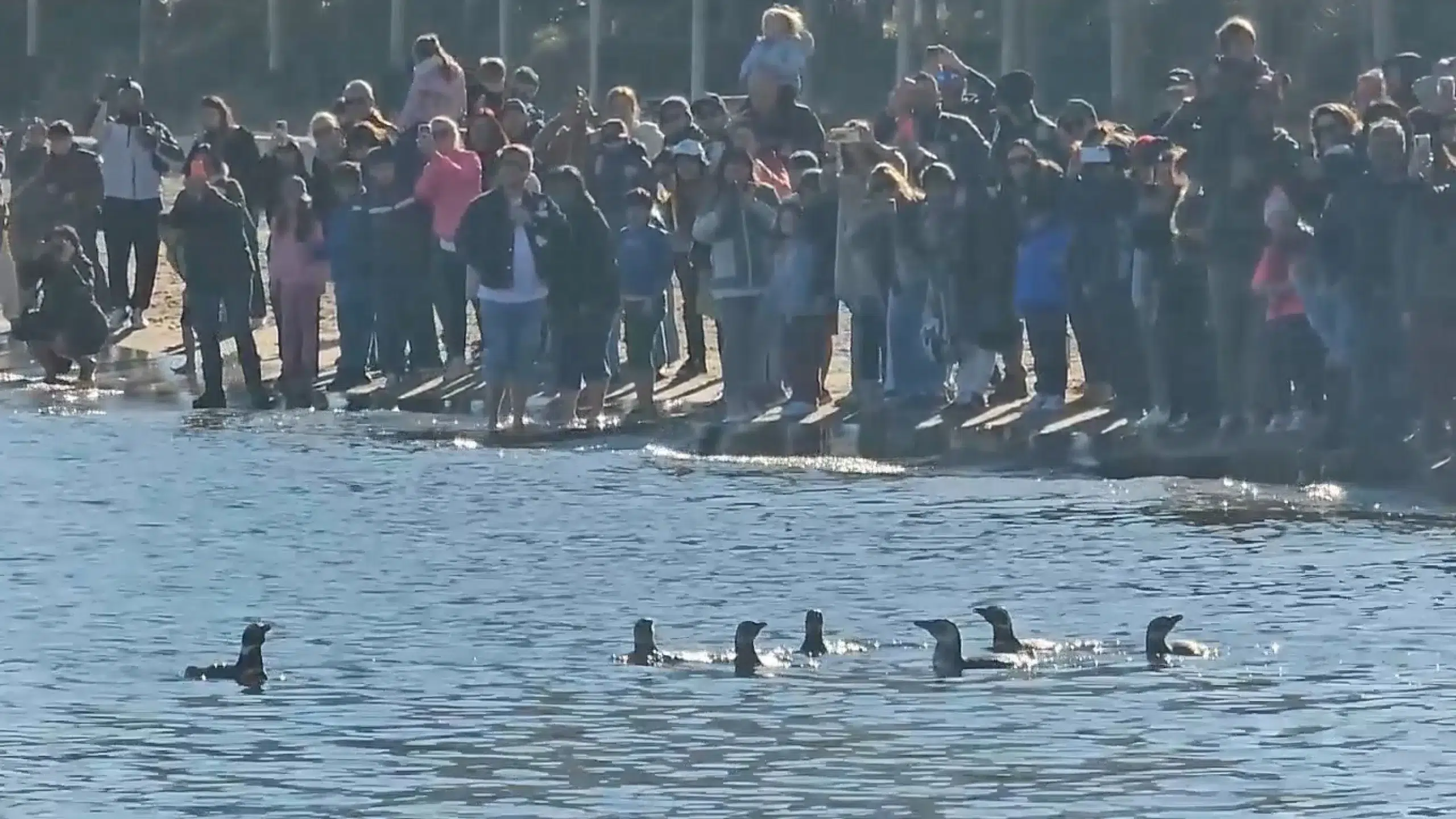 Seven penguins returned to their natural habitat in Uruguay. Photo: El País.