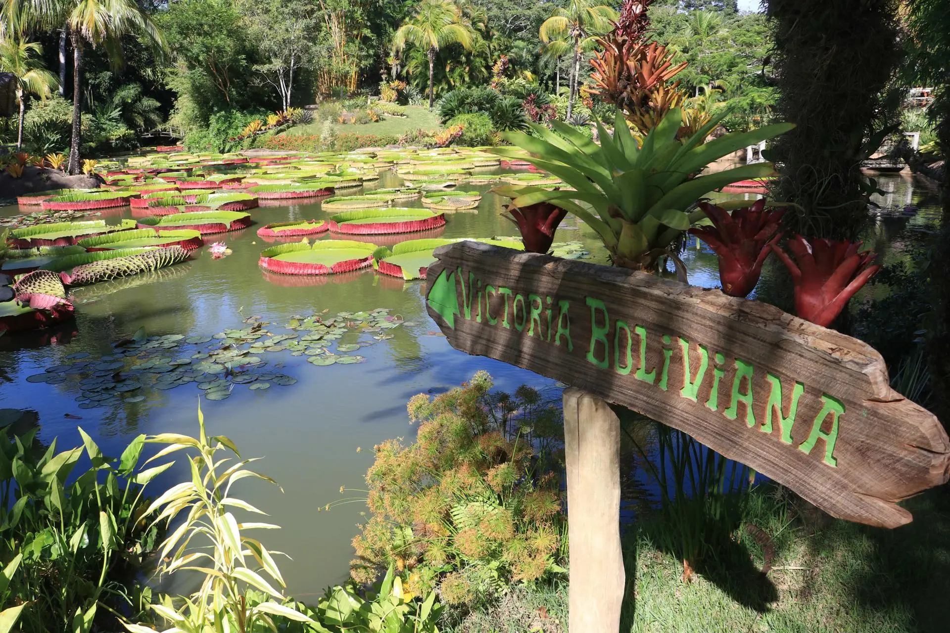 plantas aquáticas 