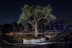 Centennial quebracho tree in Villa Allende
