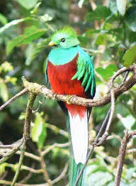 Quetzal. Foto: Wikipedia. 