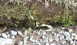 Tiny plants and mycorrhizal fungi help repair soil pollution. Photo: CONICET.
