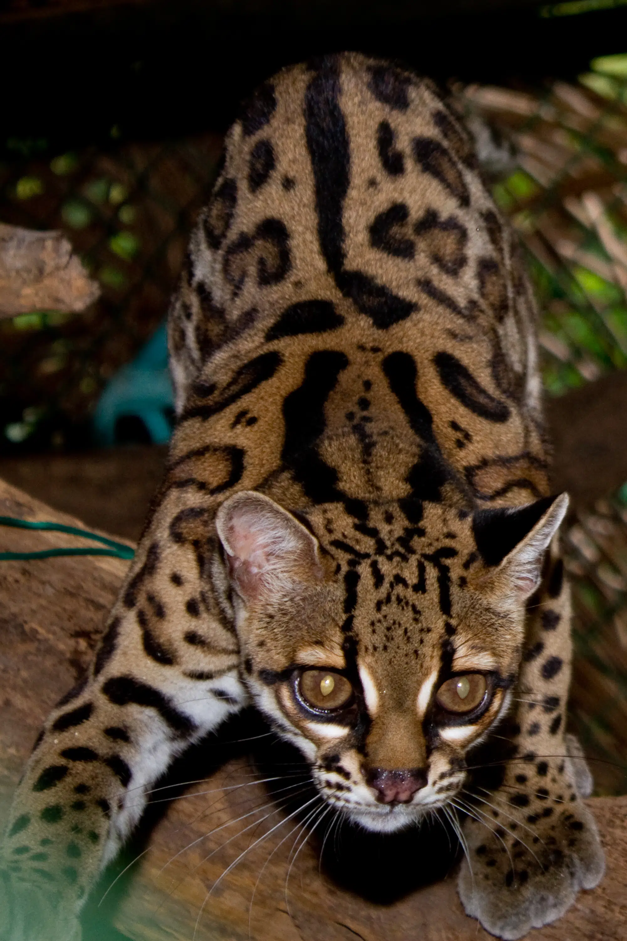 Cómo es el margay. (Foto: Wikipedia).