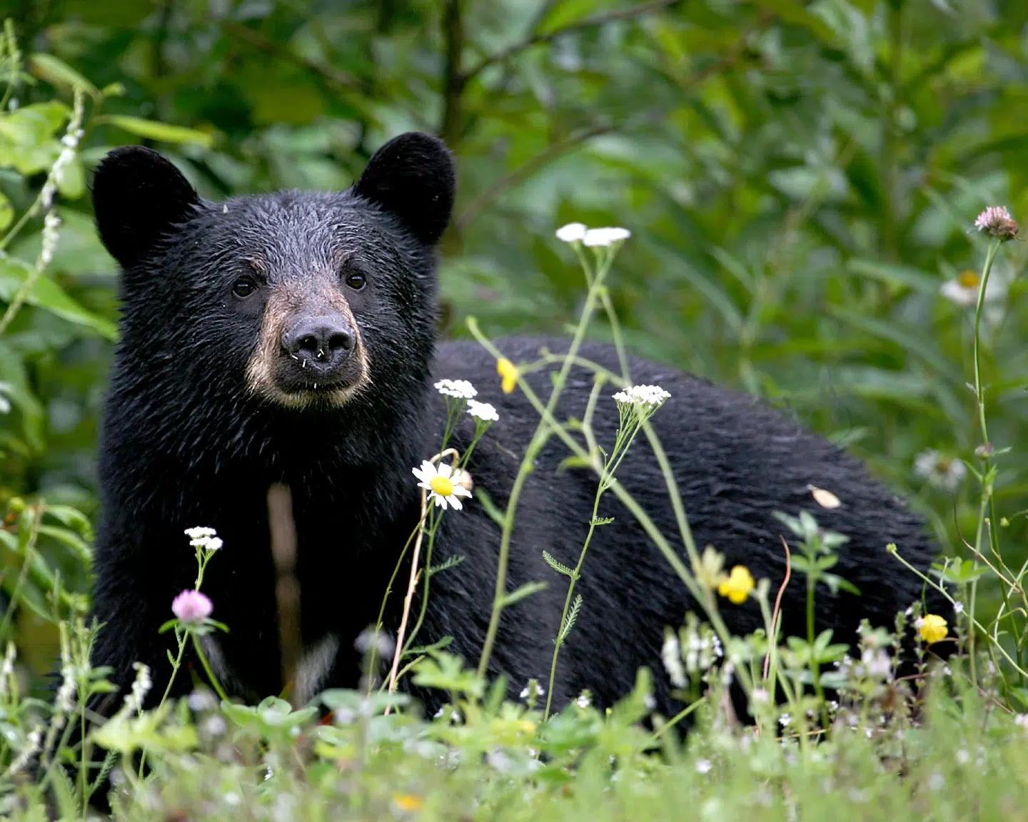 Caza de osos negros en Florida. Foto: Fandom.