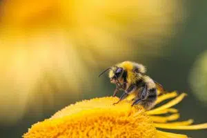 春天的生物多样性，独特的状态。（照片：Unsplash）。