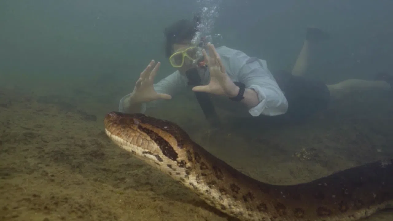anaconda verde