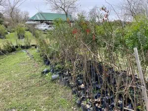 Native trees delivered in Entre Ríos. Photo: El Día Online.