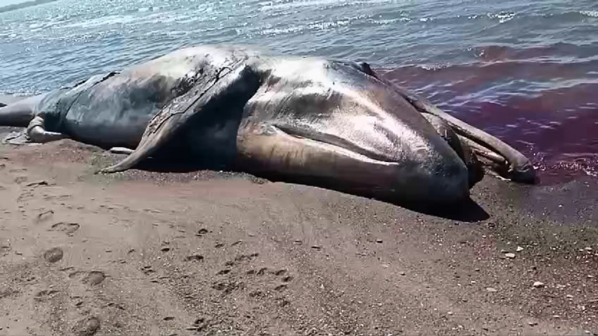 ballenas muertas
