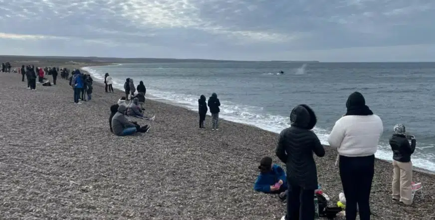 As baleias surpreenderam na costa de Madryn neste fim de semana. (Foto: El Chubut).