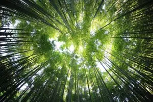 A study revealed that 60% of the biosphere is at risk. Photo: Unsplash.