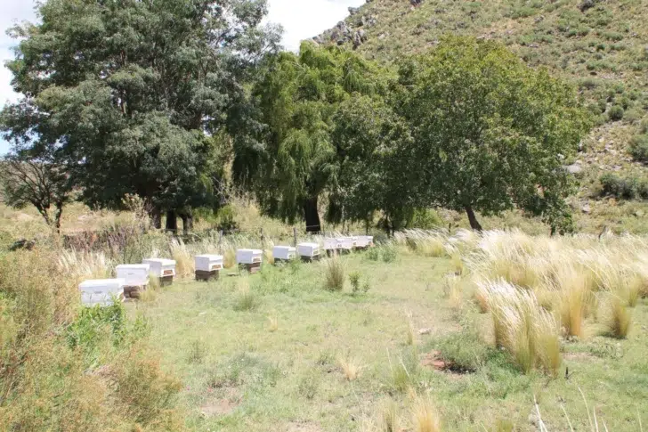 Apicultura nos bosques nativos de San Juan. Foto: La Provincia de SJ.