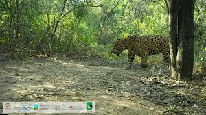 Chalak, the ninth jaguar registered in the Gran Chaco. Photo: Fundación Vida Silvestre Argentina.