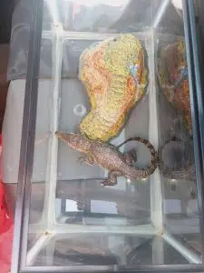 Cocodrilo rescatado de comercio ilegal de especies en México. Foto: El Heraldo.