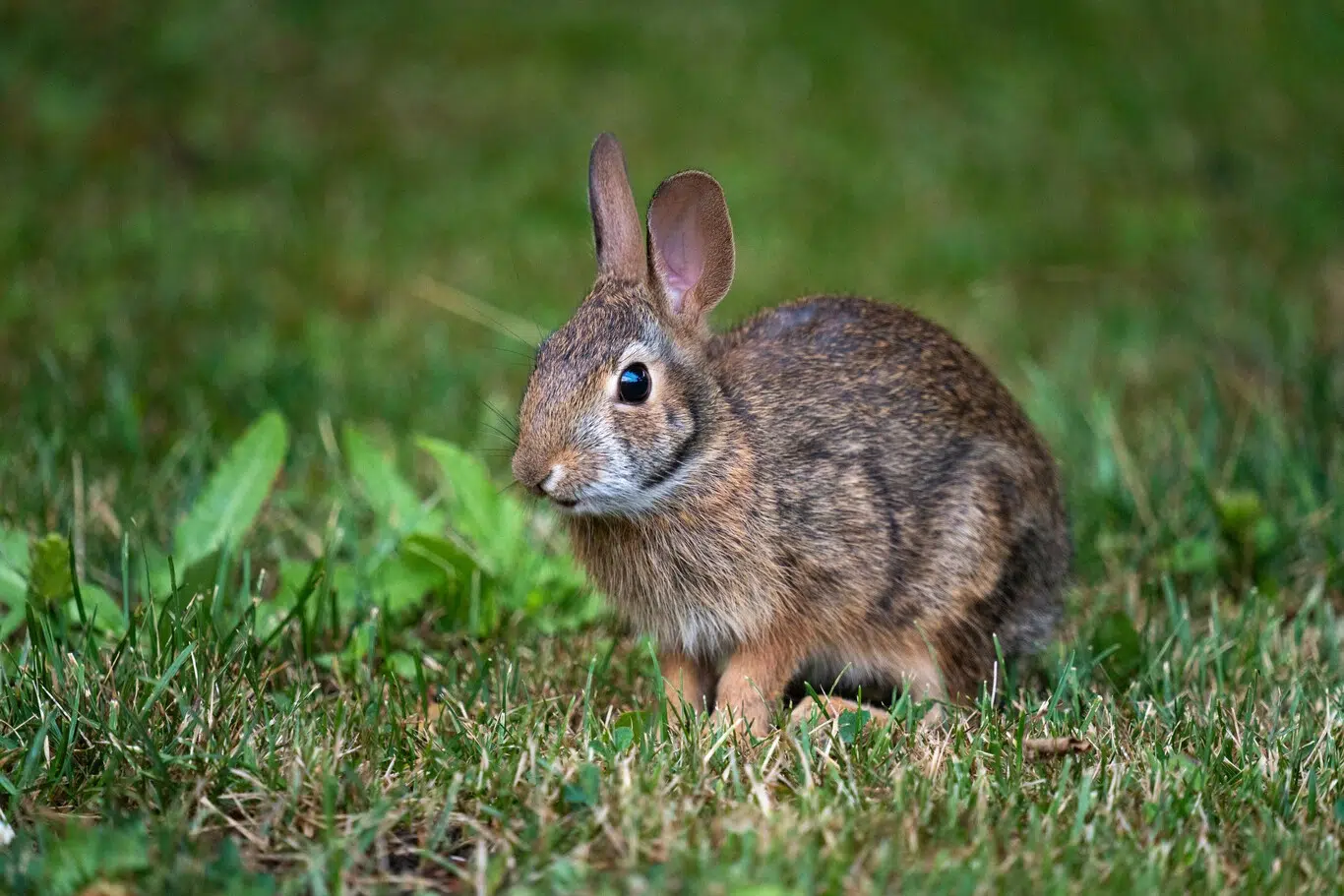 The return of a rabbit believed to be extinct: endemic species ...
