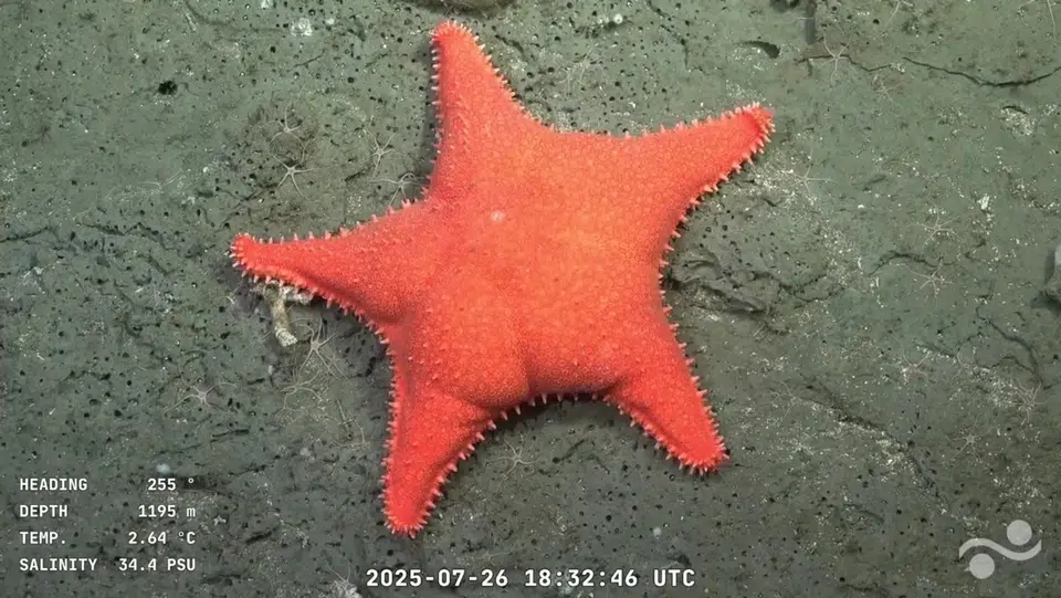 The ocean biodiversity in Argentine territory fascinates the country.