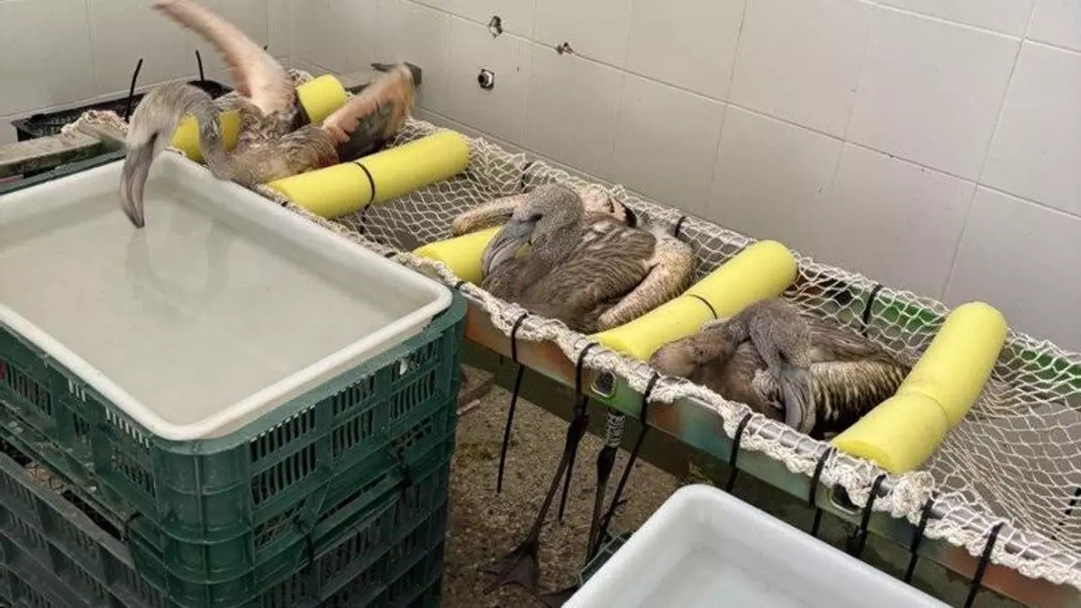 Un zoológico de España trabaja en la conservación de flamencos y los retos globales que trae esta tarea. Foto: Diario Córdoba. 