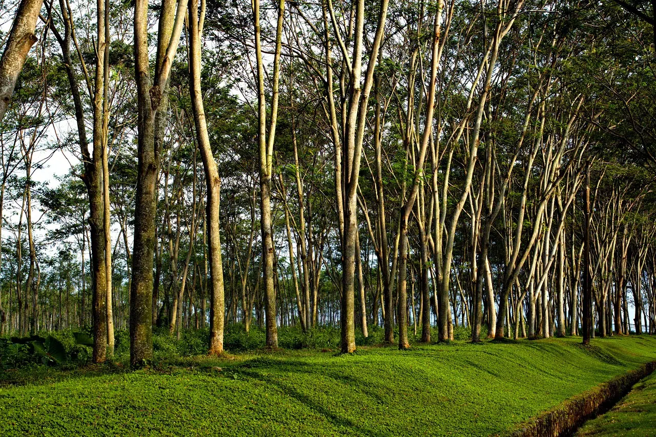 Trees and the essential role they play in maintaining balance in ecosystems. (Photo: Pixabay).