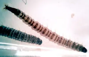 Larva mosca de dreno