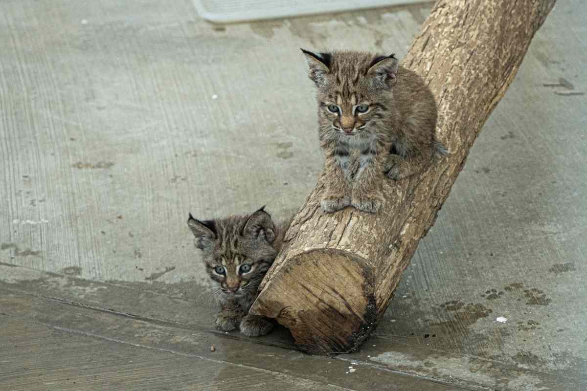 linces