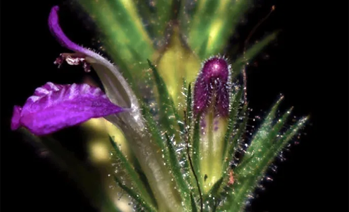 Nuevas especies de plantas en Perú. Foto: EFE.