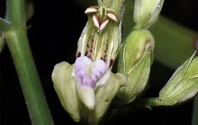 Nuevas especies de plantas en Perú. Foto: EFE.