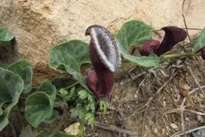 Oreja de zorro (Aristolochia chilensis), una de las flores que visten el desierto colorido de Atacama. Foto: iNaturalist Chile.