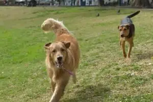 Dogs