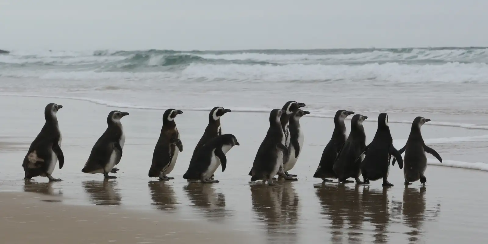 Volunteers sought to rescue and care for penguins stranded on Buenos Aires beaches: how to sign up