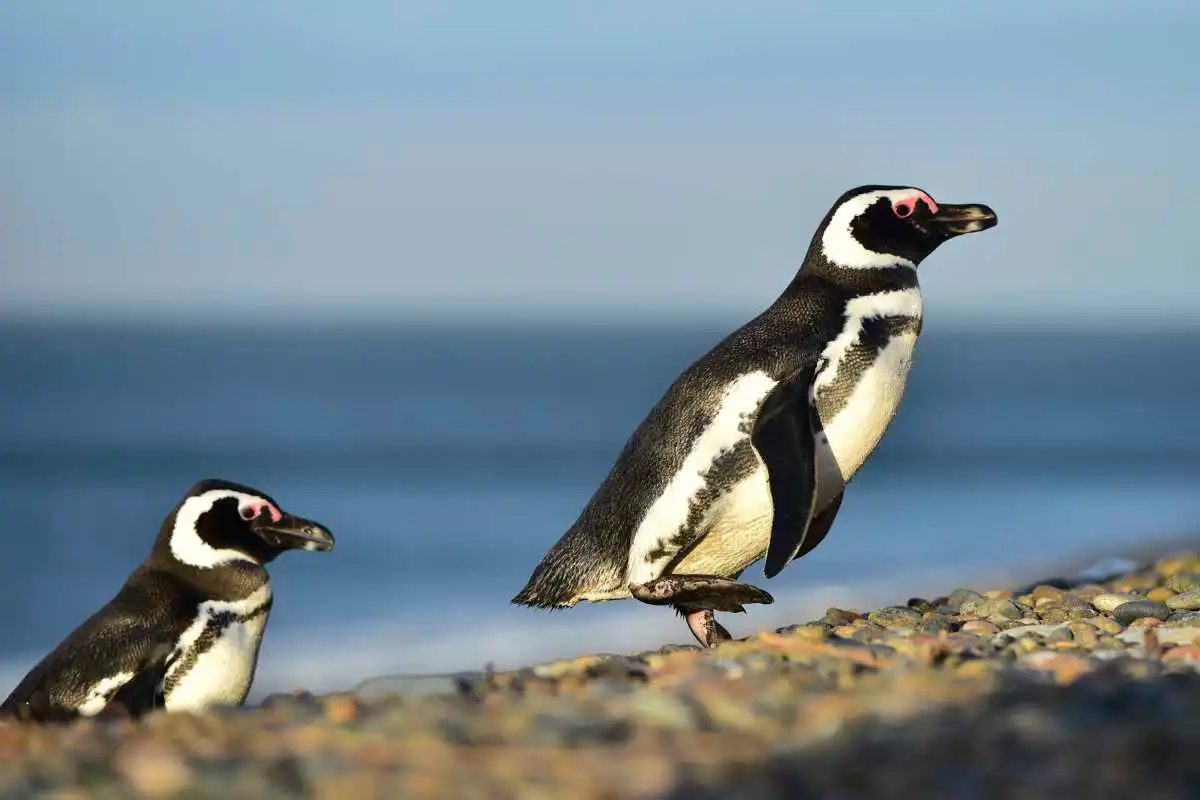 Magellan-Pinguine
