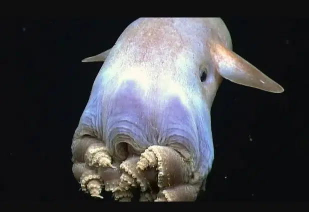 Assim é o polvo "Dumbo". (Foto: captura).