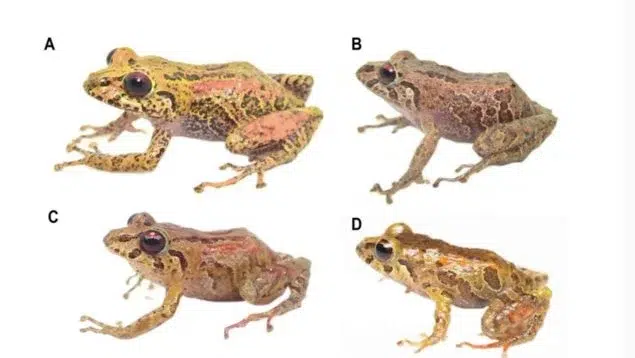 Nuevas especies de ranas en Ecuador. Foto: OkDiario.