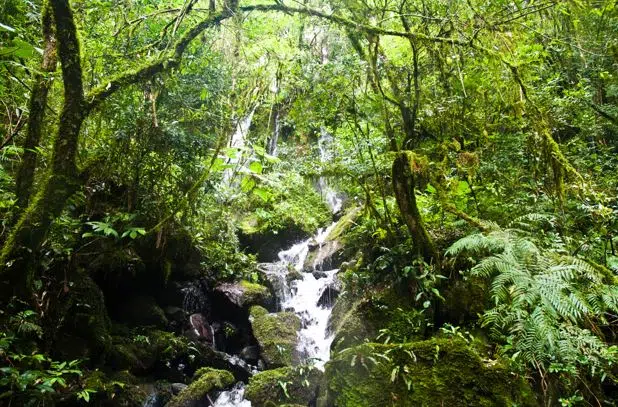 Como é a Reserva da Biosfera Yaboti. (Foto: Wikipedia).