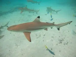 Global warming could leave sharks toothless. Photo: NaturaLista Colombia.
